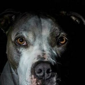 Meet your Posher, Christopher orlando